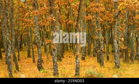 Forêt de chênes, parc national de la Sierra de Guadarrama, Ségovie, Castille-Léon, Espagne, Europe Banque D'Images
