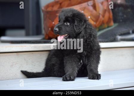 Chiot berger allemand jouant dehors sur les marches du hous Banque D'Images