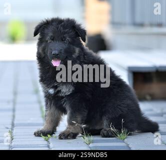 Chiot berger allemand mignon jouant à l'extérieur sur les marches du hous Banque D'Images