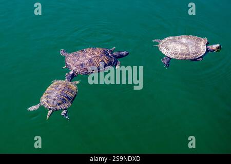 Trois tortues nageant dans une piscine sur la côte nord de l'île d'Isola di San Pietro. Banque D'Images