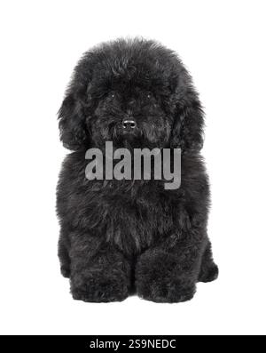 Chiot maltypu shaggy noir dans le studio isolé sur un fond blanc Banque D'Images