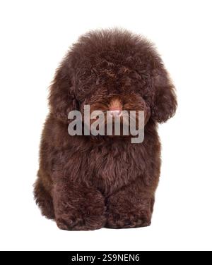 Chiot maltypu brun shaggy dans le studio isolé sur un fond blanc Banque D'Images