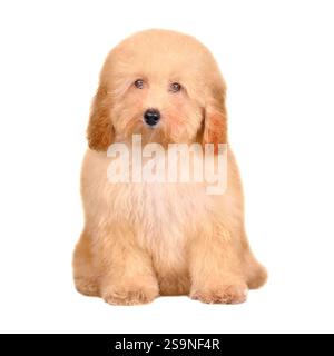 Abricot chiot maltypu shaggy dans le studio isolé sur un fond blanc Banque D'Images