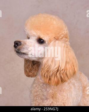 Portrait de profil de beau caniche d'abricot sur un fond beige Banque D'Images