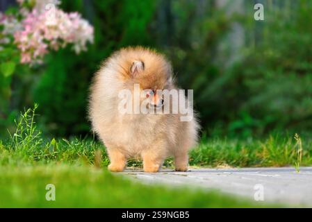 Chiot moelleux de Spitz de Poméranie jouant dans un jardin verdoyant Banque D'Images