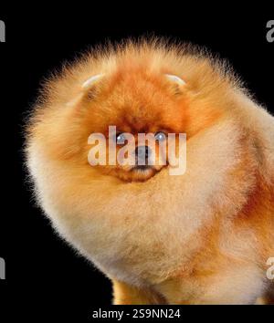 Portrait de beau chiot rouge Spitz Pomeranian isolé sur fond noir Banque D'Images