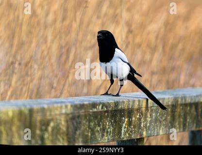 Une Magpie, (Pica pica), également connue sous le nom de Magpie eurasienne, perchée sur une vieille clôture Banque D'Images