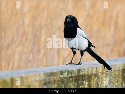 Une Magpie, (Pica pica), également connue sous le nom de Magpie eurasienne, perchée sur une vieille clôture Banque D'Images