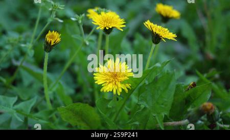 Image de fleur de pissenlit fleurissant au début du printemps à Tokyo au Japon Banque D'Images