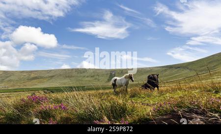 Tinker, Irish Cob, Gypsy Cob, pâturage dans un pré, Iveragh Peninsula, Tinker, Irish Cob, Gypsy Cob, portrait, péninsule d'Iveragh, comté de Kerry, Wild at Banque D'Images