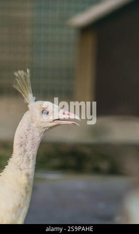 Gros plan de paon blanc dans sa cage au zoo Banque D'Images