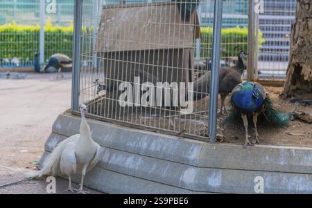 Sejong, Corée du Sud, 5 août 2019 : paons en cage au zoo public. Focus sur les paons blancs et bleus en premier plan, Asie Banque D'Images