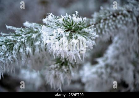 Hoarfrost blanc sur branche de pin vert dans la journée d'hiver glaciale. Beaux cristaux de motif à pointes blanches sur pin. Banque D'Images