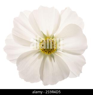Fleur de cosmos blanche isolée sur fond blanc Banque D'Images