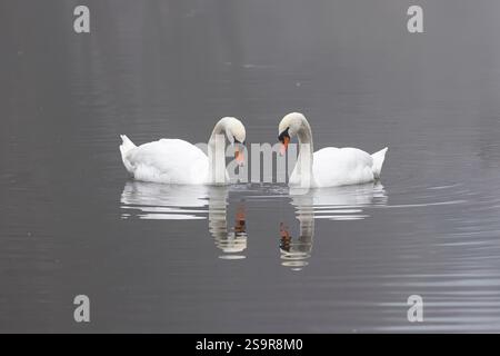 Une paire de cygnes muets sauvages et britanniques (Cygnus olor) se reflétant sur un bassin d'eau avec de l'eau qui coule de leur bec un matin d'hiver. Banque D'Images