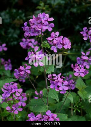 Lunaria Annua (honnêteté annuelle) Banque D'Images