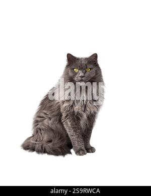Portrait d'un chat de race Chantilly-Tiffany gris pelucheux longhair avec des yeux jaunes isolé découpe sur blanc Banque D'Images