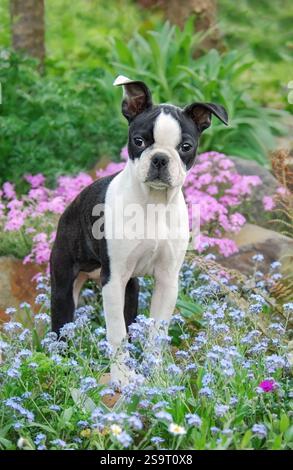 Jeune chien Boston Terrier chiot, femelle de 15 semaines, debout dans un parterre de fleurs dans un jardin avec des fleurs colorées Banque D'Images