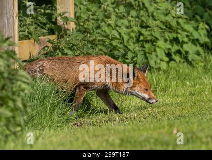 Une vixen rurale âgée Fox, prend le temps de chasser sa 9ème portée de petits. Un peu de bataille marqué et shaggy. C'est une bonne mère. Suffolk, Royaume-Uni Banque D'Images