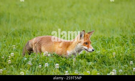 Portrait en gros plan d'un renard roux juvénile (vulpes vulpes) dans un pré, horizontal Banque D'Images