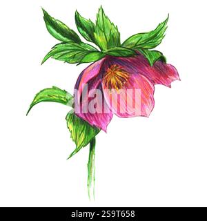 Dessin au crayon coloré de rose de Noël avec des feuilles vertes luxuriantes Banque D'Images