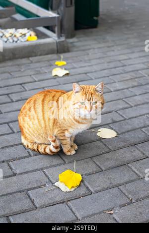 Chat tabby orange assis sur un sol pavé avec des feuilles jaunes. Concept d'automne, animaux domestiques Banque D'Images