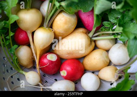 Radis organique multicolore dans une passoire en acier gros plan. Photographie culinaire, vue de dessus Banque D'Images