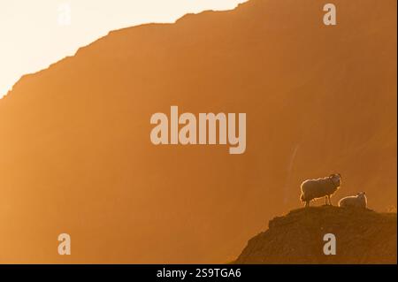 Deux moutons paissent sur une colline herbeuse, silhouette sur un magnifique ciel orange au coucher du soleil dans la campagne sereine d'Islande. Le paysage est tranquille Banque D'Images