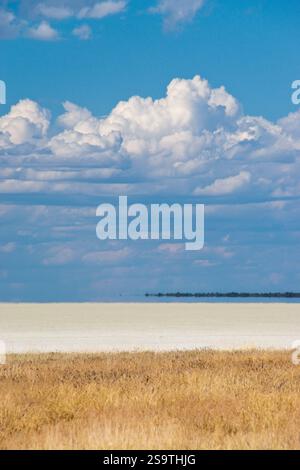 L'herbe pousse en bordure de la vaste pan du sel dans le parc national d'Etosha, Namibie. Banque D'Images
