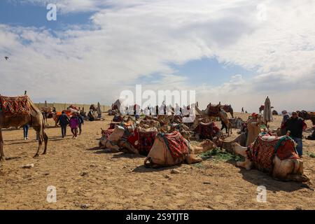 gizeh, égypte - 19 mars 2024 : groupe de personnes et de chameaux prêts pour la visite des touristes près des pyramides dans l'ancien complexe égyptien. Banque D'Images