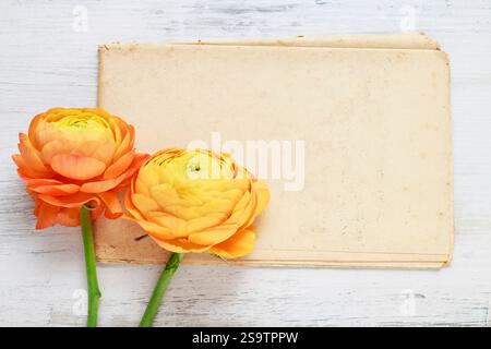 Vintage feuille de papier et ranunculus fleurs, copy space Banque D'Images