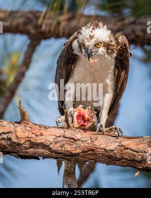 Osprey assis dans l'arbre à la recherche du déjeuner. Banque D'Images