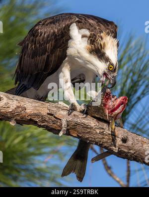 Osprey assis dans l'arbre à la recherche du déjeuner. Banque D'Images