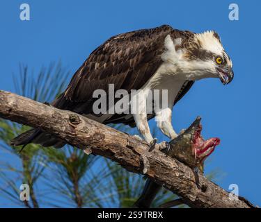 Osprey assis dans l'arbre à la recherche du déjeuner. Banque D'Images
