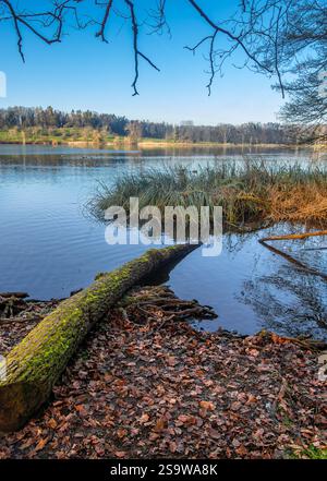 Une scène de lac calme, avec une bûche couverte de mousse sur le rivage. Les feuilles tombées et les racines exposées l'entourent, avec une eau tranquille reflétant le ciel an Banque D'Images