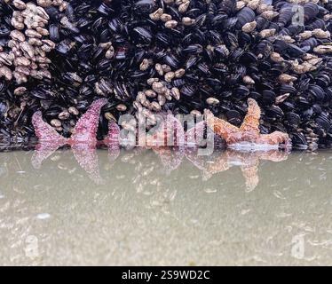Étoiles de mer rouges et violettes s'accrochant à un affleurement rocheux sur la côte de l'Oregon, leurs couleurs vives se reflétant dans la marée entrante, entourées de crustacés. Banque D'Images