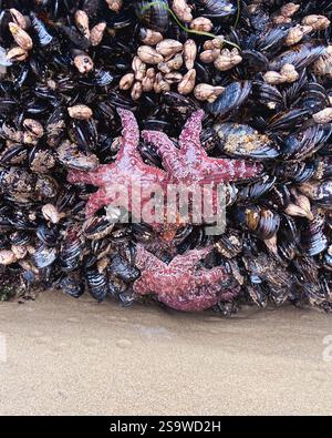 Des étoiles de mer rouges et violettes éclatantes s'accrochent à un affleurement rocheux le long de la côte de l'Oregon, entourées d'une variété de crustacés dans la zone de marée. Banque D'Images