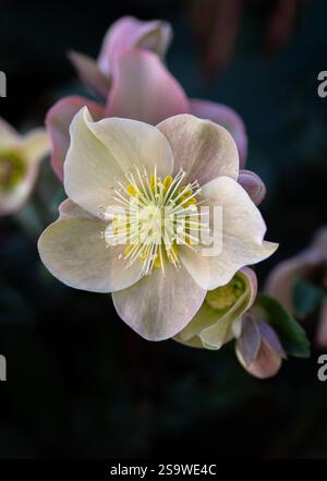 Hellebore Helleborus HGC Cinnamon Snow, janvier, Royaume-Uni. Banque D'Images
