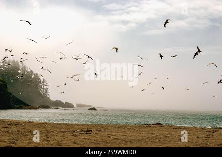 Mouettes en vol au-dessus d'une plage brumeuse du Pacifique Banque D'Images