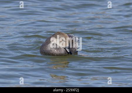 Gadwall, Mareca strepera, homme Banque D'Images