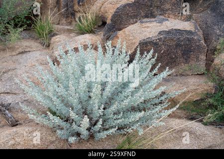 Asie, Mongolie, désert oriental de Gobi. Petites plantes typiques poussant sur les rochers dans le désert oriental de Gobi. Banque D'Images