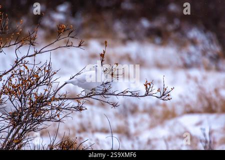 Canada, Manitoba. Willow ptarmigan dans le plumage d'hiver perché sur la brousse. Banque D'Images