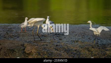Les aigrettes australiennes chassent généralement dans l'eau, immobiles avant de poignarder une proie. mise au point sélectionnée avec une mouette argentée et une petite aigrette dans la scène Banque D'Images