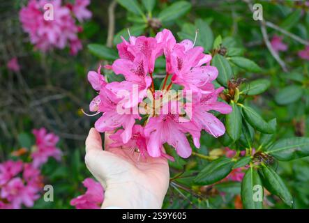 Rhododendron grandes fleurs en fleurs dans la main humaine. Banque D'Images
