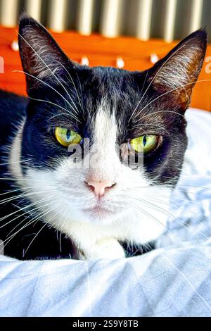 Chat noir et blanc avec des yeux verts sur un lit Un gros plan portrait d'un chat noir et blanc avec des yeux verts saisissants, couché confortablement sur un lit. Le SO Banque D'Images