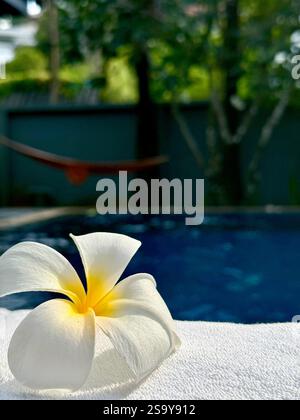 Fleur tropicale près de la piscine Une fleur tropicale blanche immaculée reposant sur une serviette douce, avec un fond flou d'une piscine et une végétation luxuriante. Banque D'Images