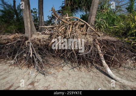 Les raz-de-marée ont érodé le sol à partir des racines des arbres près du rivage à la pointe sud de l'île Saint-Martin, la seule île corallienne de Ban Banque D'Images