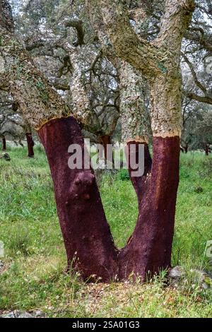 Chênes-liège avec liège pelé dans une plantation sur le plateau boisé au-dessus de la ville de Bosa. Banque D'Images
