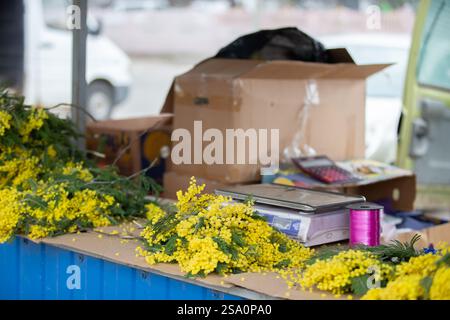 Table avec balances et une boîte de fleurs de mimosa à vendre. Les fleurs sont jaunes, et il y a d'autres objets sur la table. Banque D'Images