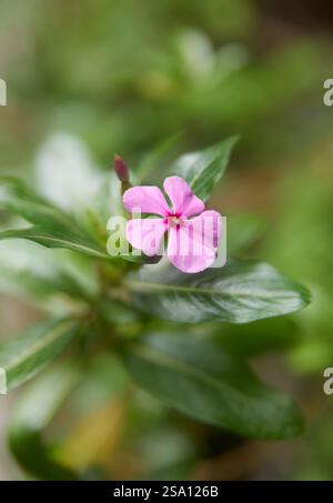 gros plan de couleur rose plat face, pervenche de madagascar à cinq pétales ou fleur de plante de vinca avec centre contrasté en arrière-plan de jardin, mise au point douce Banque D'Images